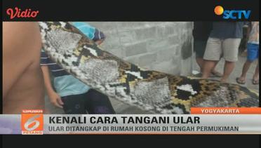 Warga Yogyakarta Dihebohkan Oleh Ular Sanca Sepanjang Empat Meter - Liputan6 Petang