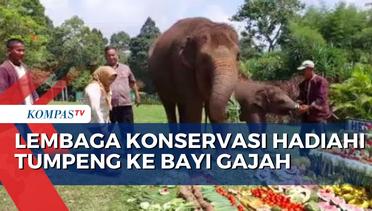 Ulang Tahun, Bayi Gajah di Lampung Dihadiahi Tumpeng Buah dan Sayur
