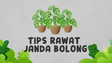Tips Rawat Janda Bolong