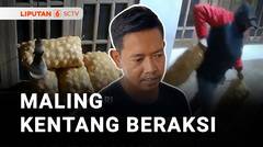 Harga Kentang Naik 50%, Kentang Jadi Incaran Pencuri | Lipuitan 6