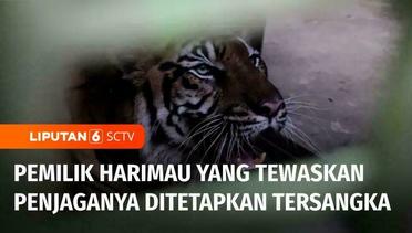 Tragis! Dipelihara Secara Ilegal, Seekor Harimau Menerkam Penjaganya hingga Tewas | Liputan 6
