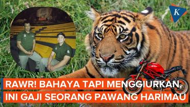 Gaji Penjaga Harimau di Taman Safari Setara Harga Motor Ducati, Tertarik?