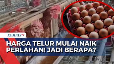 Harga Telur Naik dan Pakan Turun, Peternak Ayam Senang Karena Untung Lebih Banyak!