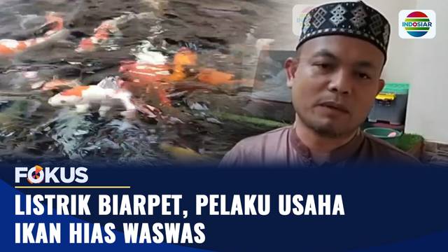 Listrik Biarpet, Pelaku Usaha Ikan Hias Waswas | Fokus