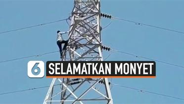 Bertaruh Nyawa, Pria Panjat Menara Sutet Untuk Selamatkan Monyet