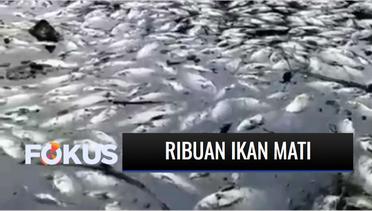 Ribuan Ikan di Gunung Putri Bogor Mati Diduga Tercemar Limbah Pabrik | Fokus