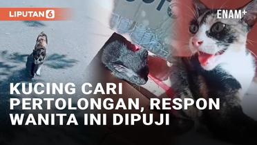 Viral Kucing Cari Pertolongan untuk Selamatkan Anak-Anaknya, Respon Wanita Ini Tuai Pujian