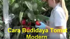 Cara Budidaya Tomat Modern