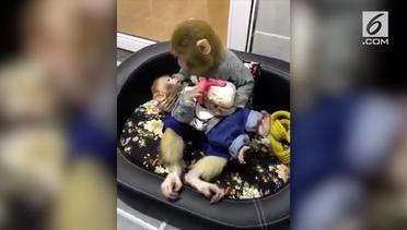 Monyet Meyusui Anaknya Pakai Dot