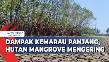 Dampak Kemarau Panjang di Pekalongan, Hutan Mangrove Mengering