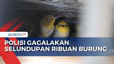 Polisi Gagalkan Penyelundupan 3.000 Lebih Burung dari Lampung Menuju Tangerang