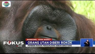 Polisi Buru Pengunjung Bonbin Bandung yang Beri Orangutan Rokok  - Fokus Sore