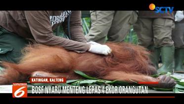 7 Tahun Direhabilitasi, 4 Orangutan Dilepas ke Alam Liar - Liputan6 Petang Terkini