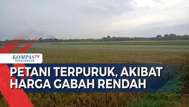 Ketua DPP PKS Bidang Tani Nelayan Riyono Menilai Kebijakan Impor Beras dan HET Rendah Rugikan Petani