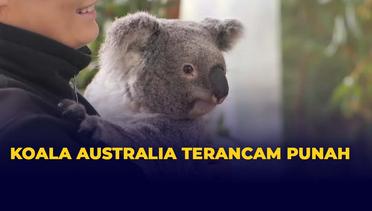 Rentan Penyakit Mematikan dan Kehilangan Habitat, Koala Australia Terancam Punah