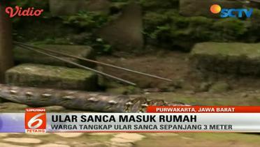 Ular Sanca Masuk Rumah Warga di Purwakarta, Jawa Barat - Liputan6 Petang