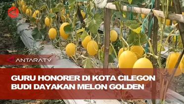 Guru honorer di Kota Cilegon yang sukses budi dayakan melon golden