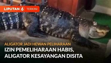 Aligator Berukuran 3,35 Meter Jadi Binatang Peliharaan di Rumah | Liputan 6
