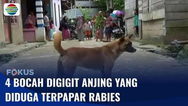 Digigit Anjing yang Diduga Terpapar Rabies, 4 Anak di Mambi Dilarikan ke Rumah Sakit | Fokus