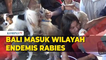 Bali Masuk Wilayah Endemis Rabies, Pemerintah Terus Gelar Vaksinasi Anjing