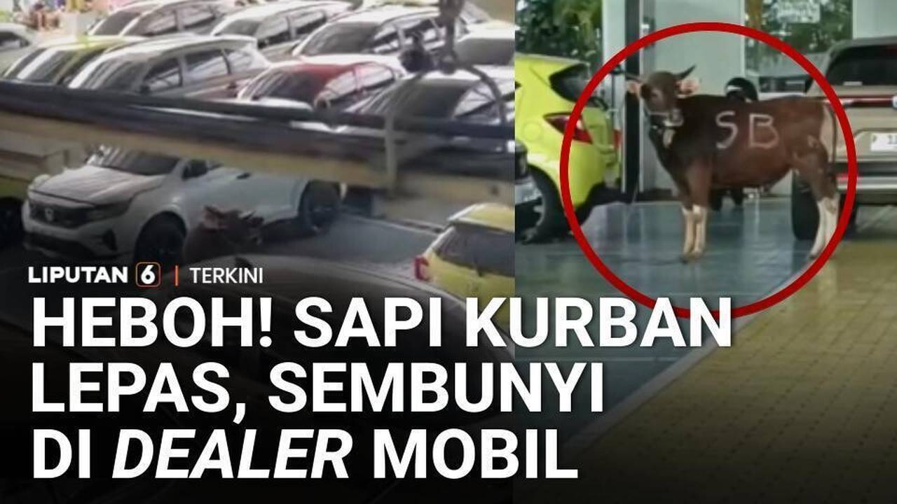 Sapi Kurban Lepas dan Masuk Dealer Mobil, Karyawan Panik | Liputan 6 - SCTV