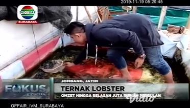 Meraup Rupiah Dengan Beternak Lobster Air Tawar