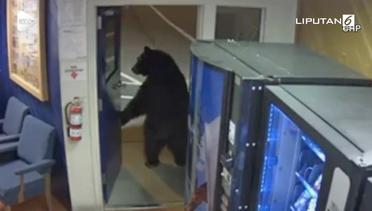 Ngeri, Ada Beruang Menyelinap ke Kantor Polisi