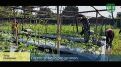 Dukung Ketahanan Pangan Nasional, Pangdam Jaya Melaksanakan Panen Raya Hortikultura