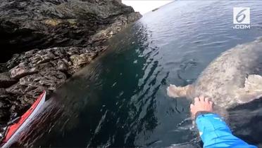 Singa Laut Cari Perhatian Pemain Kayak
