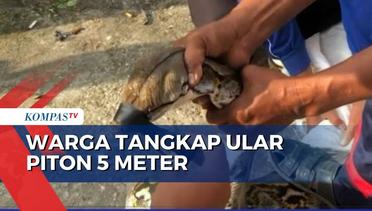 Buat Resah, Warga Tangkap Ular Piton 5 Meter di Perumahan Riau