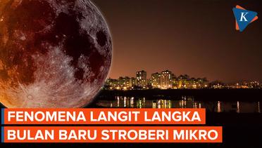 Fenomena Langka Bulan Baru Stroberi Mikro pada 29 Juni