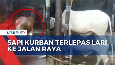 Mengamuk, Sapi Kurban Terlepas dan Berlarian di Jalan Raya Pondok Gede Jakarta Timur