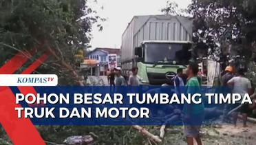 Pohon Besar di Yogyakarta Tumbang Timpa Truk dan dan Pengendara Motor