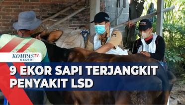 Penyakit LSD pada Sapi Meluas di Kabupaten Blitar