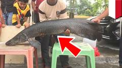 Penemuan monster ikan Arapaima dari Amazon di sungai Brantas - TomoNews