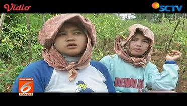 Tanaman Cabai Serang Kawasan Cimenyan Bandung – Liputan 6 Pagi