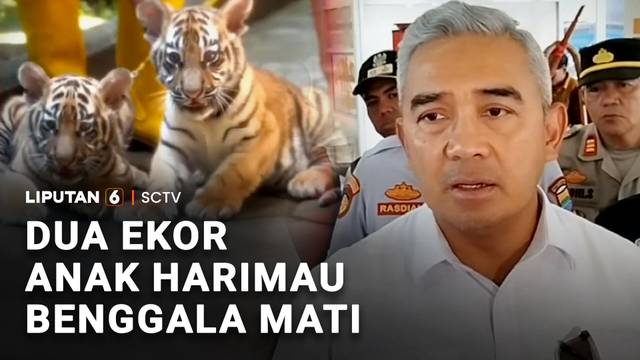 Dua Ekor Anak Harimau Benggala Mati | Liputan 6