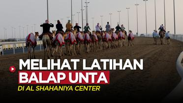 Vlog Bola: Melihat Keseruan Latihan Balap Unta di Al-Shahaniya Camel Racetrack Qatar