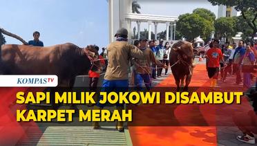 Sapi Kurban Presiden Jokowi Disambut Karpet Merah di Masjid Al Akbar