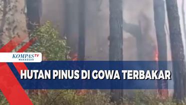 Kawasan Hutan Pinus Di Gowa Terbakar, Warga setempat kesulitan memadamkan api.