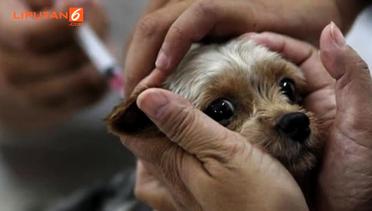 Bali Masuk Zona Merah Rabies, Masyarakat Diminta Kandangkan Anjing