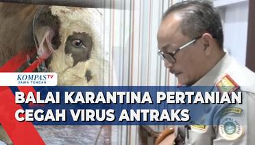 Balai Karantina Pertanian Kota Semarang Cegah Virus Antraks