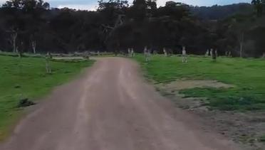 Berpapasan Dengan Gerombolan Kanguru