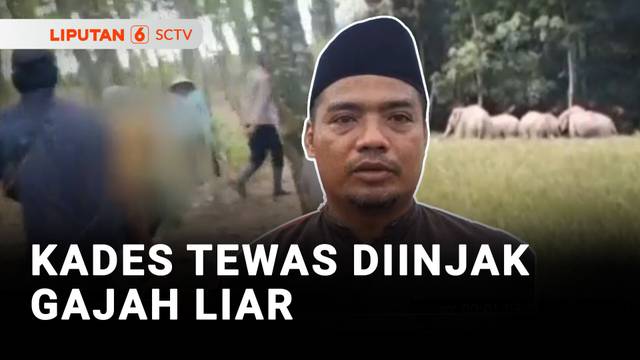 Niat Menghalau Berujung Maut, Kades Tewas Terinjak Gajah Liar | Liputan 6