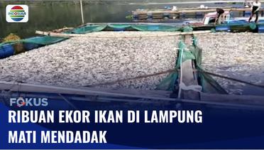 Ribuan Ikan Nila Mendadak Mati di Belasan Keramba Danau Ranau, Jelang Panen | Fokus