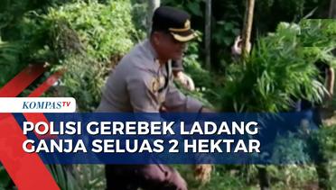 Gerebek Ladang Ganja Seluas 2 Hektar di Aceh Utara, Polisi Tangkap 1 Orang Perawat Kebun!