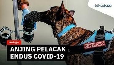 Anjing pelacak mampu mengendus Covid-19 dengan akurasi 94 persen