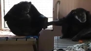 Setelah 18 Tahun Kesepian, Simpanse Sambut Hangat Teman Barunya
