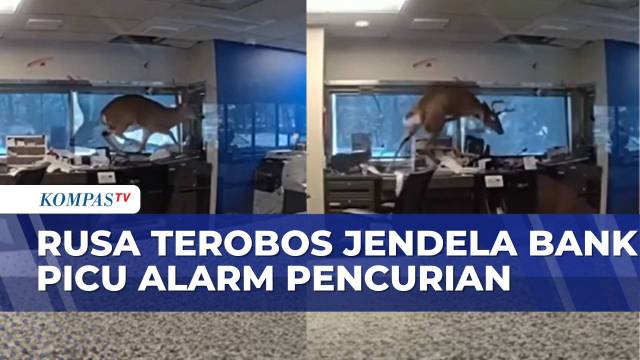 Aksi Rusa Terobos Jendela Bank hingga Picu Alarm Pencurian | BERITA UTAMA