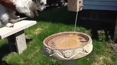 Anjingnya Malas Mandi Makanya Main Air 